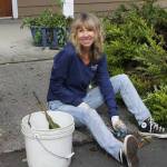 Staff photo. Daryl Grazia pulling weeds at the Senior Center.