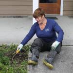 Staff photo. Debbie Dardanilli pulling weeds at the Senior Center.