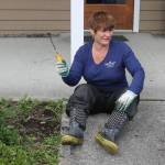 Staff photo. Debbie Dardanilli pulling weeds at the Senior Center.
