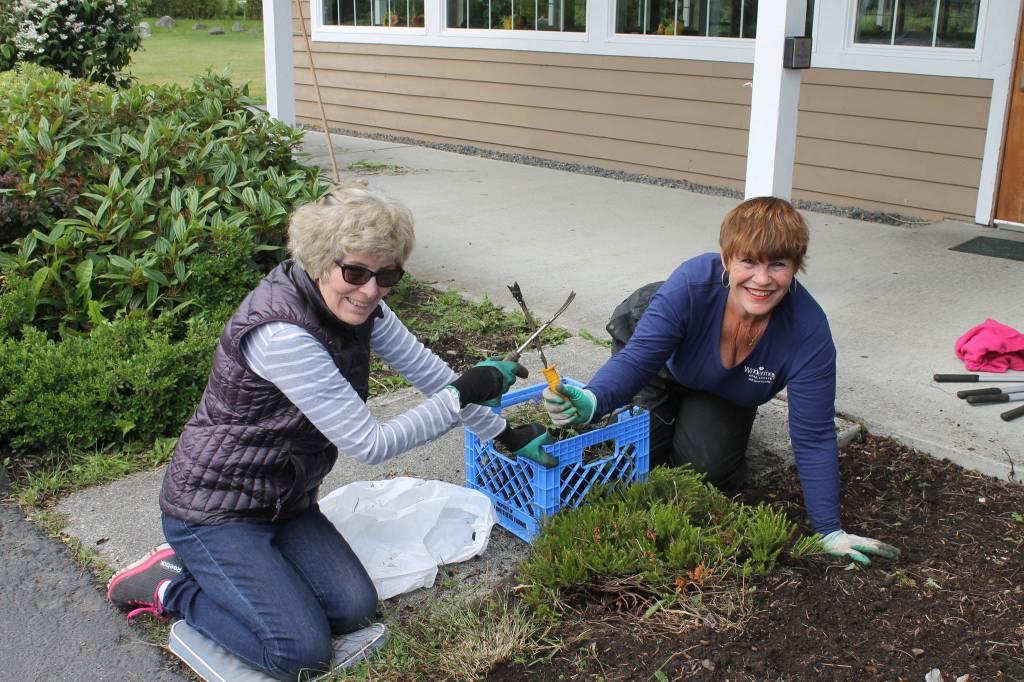 Staff photo/ Heather Spaulding                                Debbie Dardanilli and Zita Sandmeyer pulling weeds at the Mullis Senior Center.