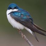 Contributed photo (Cornell University). Tree swallow.                                Contributed photo (Cornell University). Tree swallow.