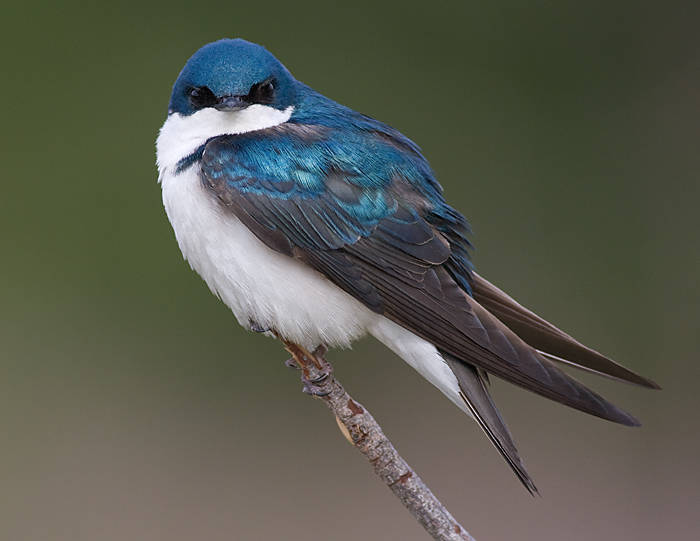 Contributed photo (Cornell University). Tree swallow.                                Contributed photo (Cornell University). Tree swallow.