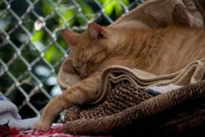 Submitted by the Animal Protection Society of Friday Harbor