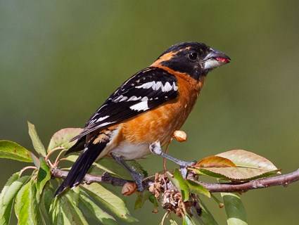 Contributed photo (Cornell University). Male Black headed Grosbeak.