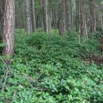 Contributed photo/www.nwplants.com