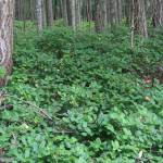 World of wild weeds | Guest column