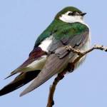 Contributed photo (Cornell University). Violet-green swallow.