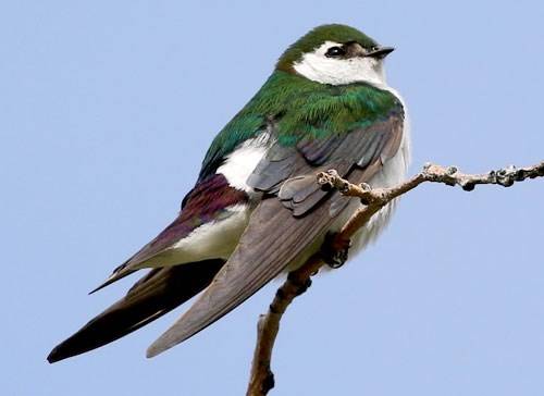 Contributed photo (Cornell University). Violet-green swallow.
