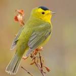 Contributed photo (Cornell University). Wilsons Warbler.