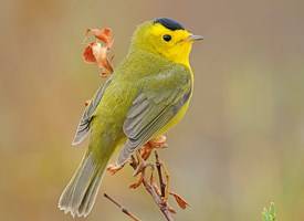 Contributed photo (Cornell University). Wilsons Warbler.