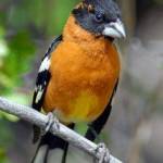 Contributed photo (Cornell University). Male Black headed Grosbeak.