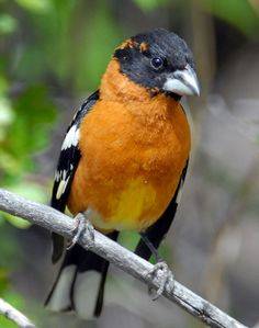 Contributed photo (Cornell University). Male Black headed Grosbeak.