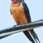 Contributed photo (Cornell University). Barn swallow.                                Contributed photo (Cornell University). Barn swallow.
