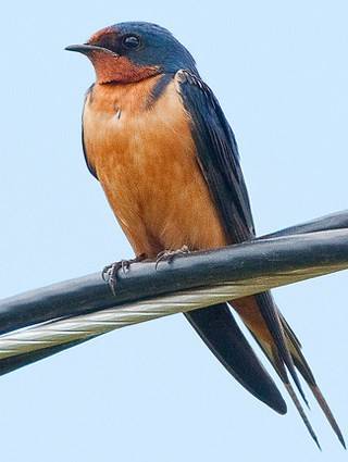 Contributed photo (Cornell University). Barn swallow.                                Contributed photo (Cornell University). Barn swallow.
