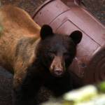 Contributed photo                                The black bear that has been spotted on Orcas since Memorial Day weekend.