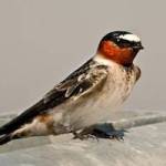Contributed photo (Cornell University). Cliff swallow.