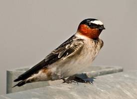 Contributed photo (Cornell University). Cliff swallow.