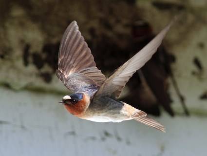 Contributed photo (Cornell University). Cliff swallow.