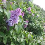 San Juan Island garden tour blooms on June 10