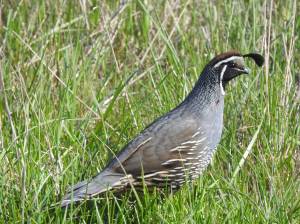 Contributed photo/Peggy Butler                                A close-up of the male California quail.