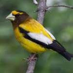 Contributed photo (Cornell University). Female Black headed Grosbeak.