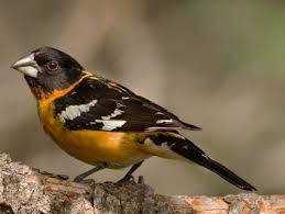 Look and listen | Birding in the San Juans