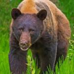 Black bear now on Orcas has likely been eluding authorities since last week | Update