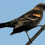 Contributed photo (Cornell University). Female red wing blackbird.