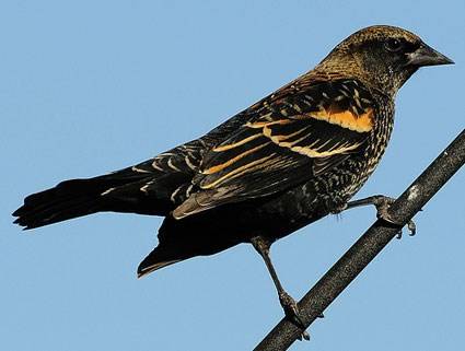 Contributed photo (Cornell University). Female red wing blackbird.