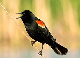 Contributed photo (Cornell University). Male red wing blackbird.