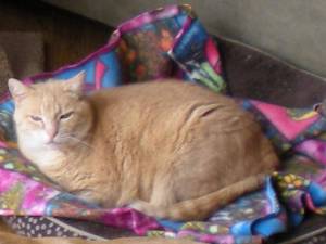 Missing orange tabby