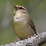 Contributed photo (Cornell University). Swainson&rsquo;s Warbler.