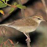 Contributed photo (Cornell University). Swainson&rsquo;s Warbler.