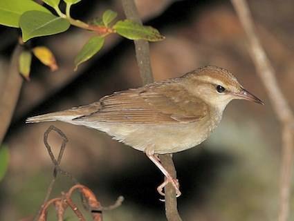 Contributed photo (Cornell University). Swainson&rsquo;s Warbler.