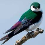Contributed photo/Cornell University. Violet-green swallow.