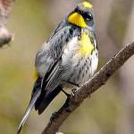 Contributed photo (Cornell University). Audubon Warbler.