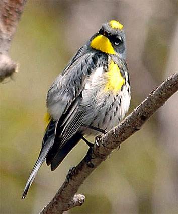 Contributed photo (Cornell University). Audubon Warbler.