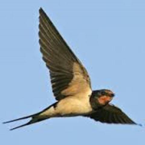 Contributed photo (Cornell University). Barn swallow.