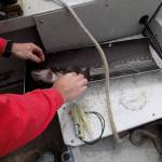 Help Kwiat estimate local copper rockfish count