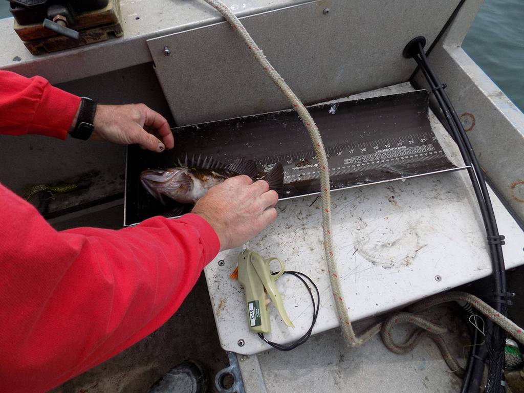 Help Kwiat estimate local copper rockfish count