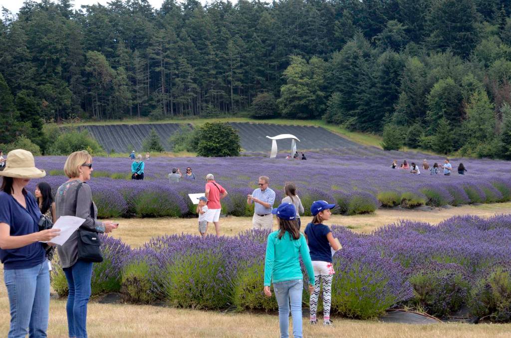 Contributed photos/Pelindaba Lavender Farm