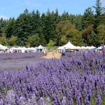 San Juan Island Lavender Festival returns at Pelindaba Lavender Farm