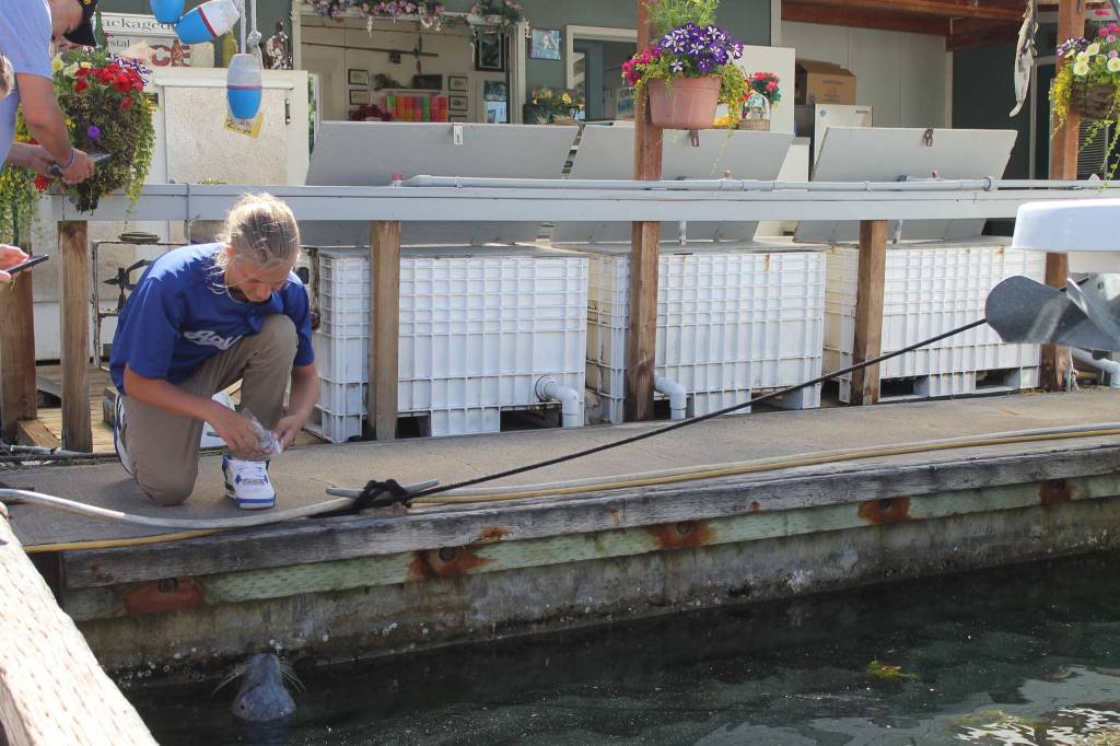 Staff photo/Hayley Day                                Popeye is fed fish by Friday Harbor Seafood at the Port of Friday Harbor.