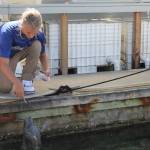 Staff photo/Hayley Day                                Popeye is fed fish by Friday Harbor Seafood at the Port of Friday Harbor.