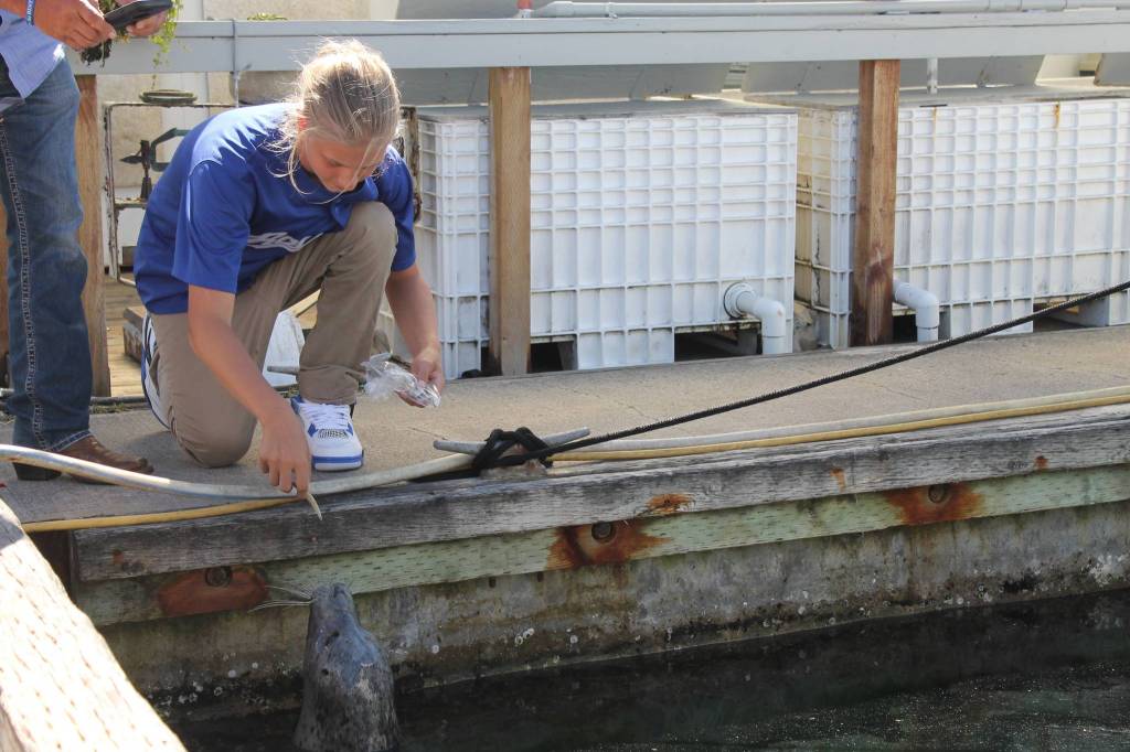Staff photo/Hayley Day                                Popeye is fed fish by Friday Harbor Seafood at the Port of Friday Harbor.
