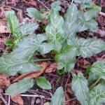 Contributed photo/San Juan County Noxious Weed Control Program                                The Italian aruma&rsquo;s triangular leaves often exhibit a marbled pattern, with lush foliage.