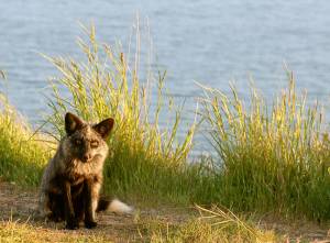 Don’t feed wildlife | San Juan National Historic Park reminder