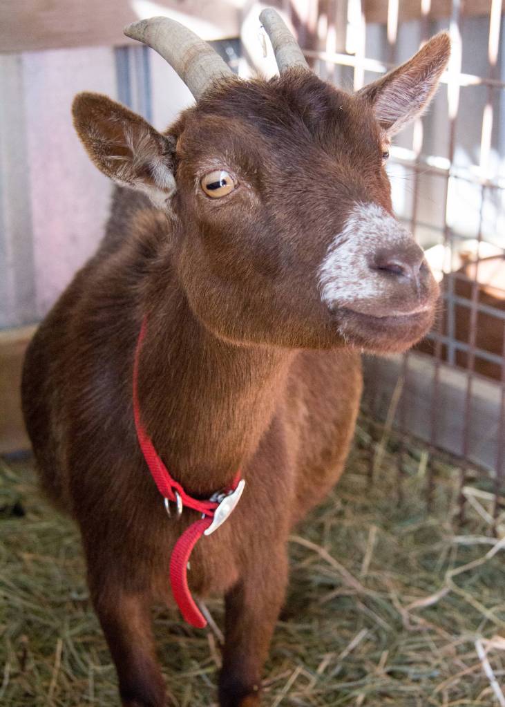 San Juan County Fair 2017 | Photos
