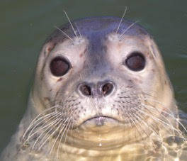 Wolf Hollow releases rehabilitated harbor seals