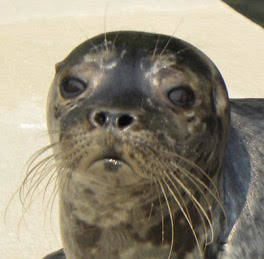 Wolf Hollow releases rehabilitated harbor seals